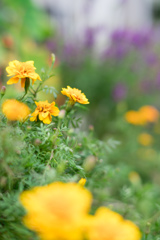 路傍の花