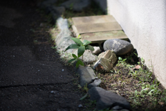 道ばたの草でテストを