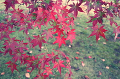 紅葉