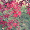 紅葉