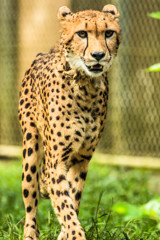 多摩動物公園 / チーター