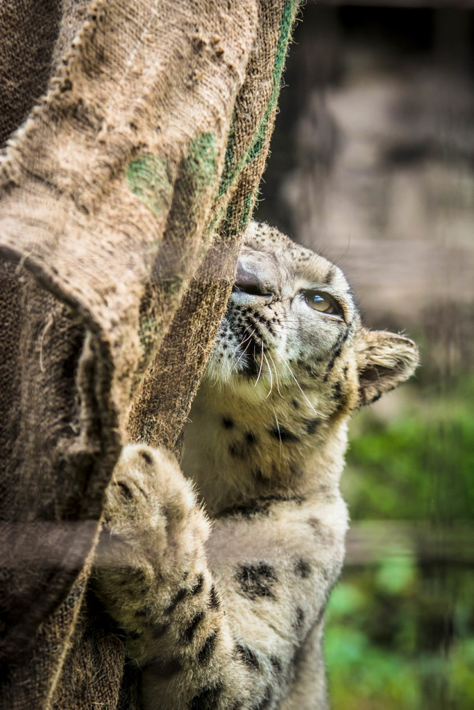 アサヒ / 多摩動物公園