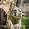 アサヒ / 多摩動物公園