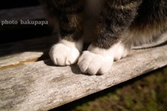 猫の手