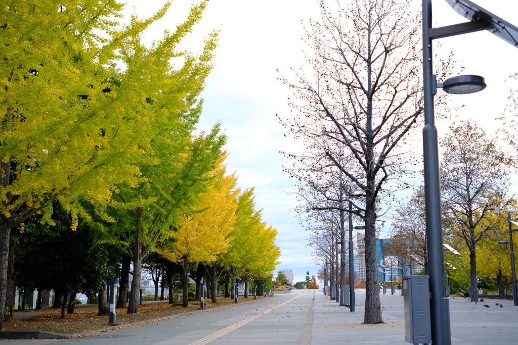 晩秋のお台場