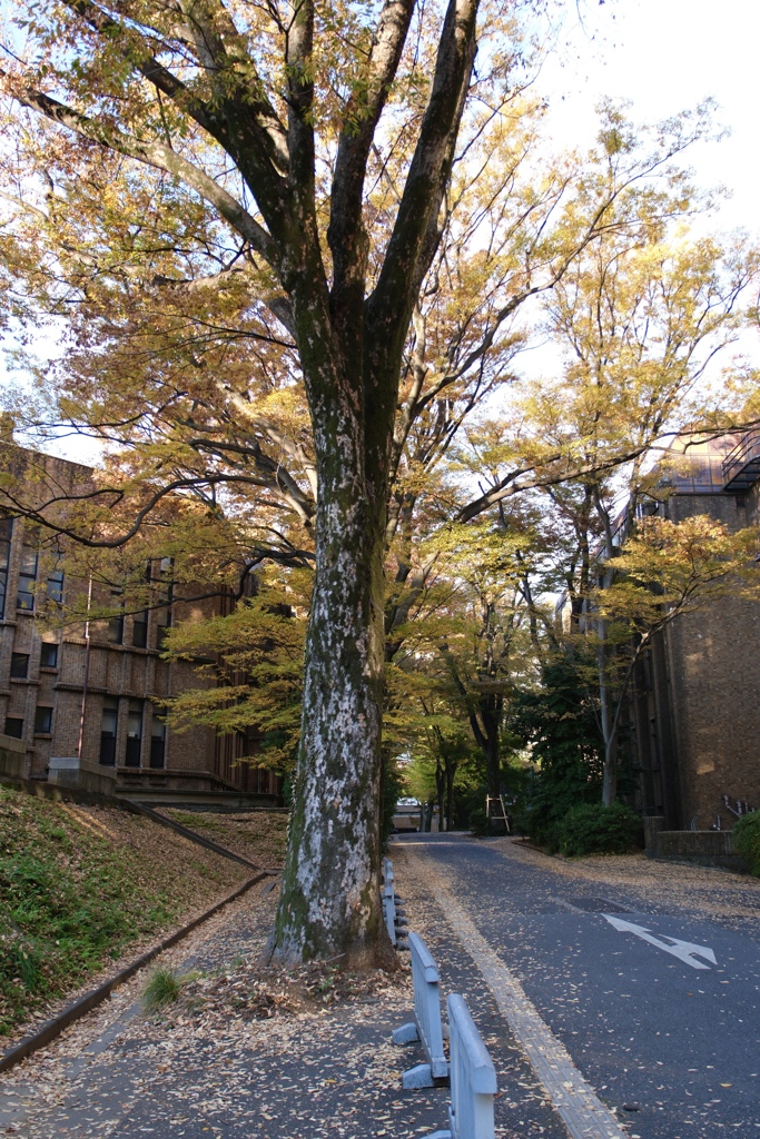 秋めいた本郷キャンパス