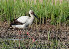 田んぼに幸せを運ぶ鳥