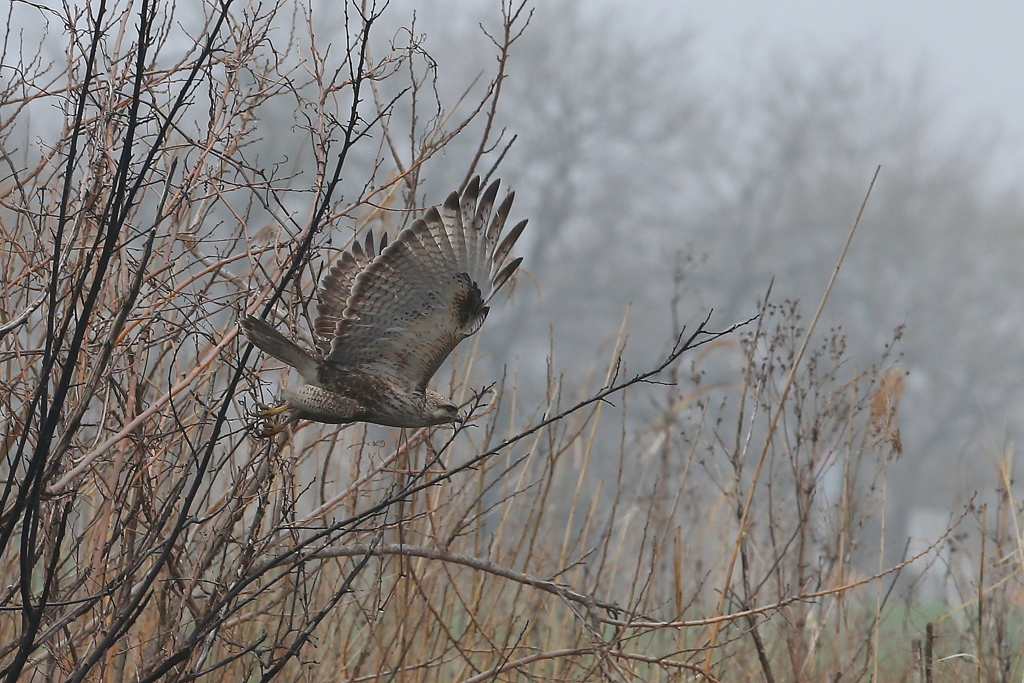 おなかすいた...