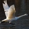 ＴＡＫＥＯＦＦ