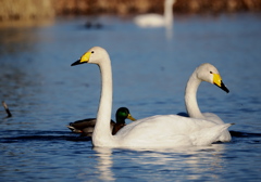 白鳥に癒される