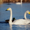 白鳥に癒される