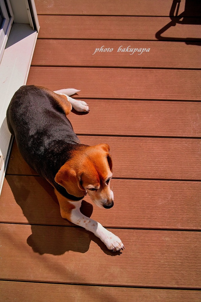 ウッドデッキでマッタリ