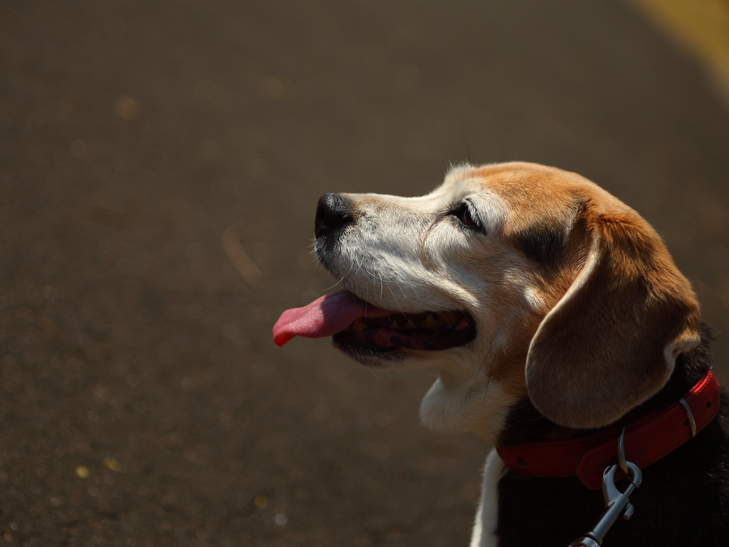 愛犬　春