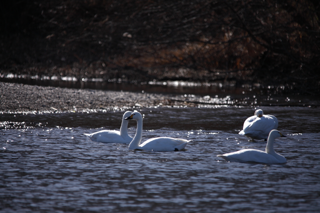 オオハクチョウ