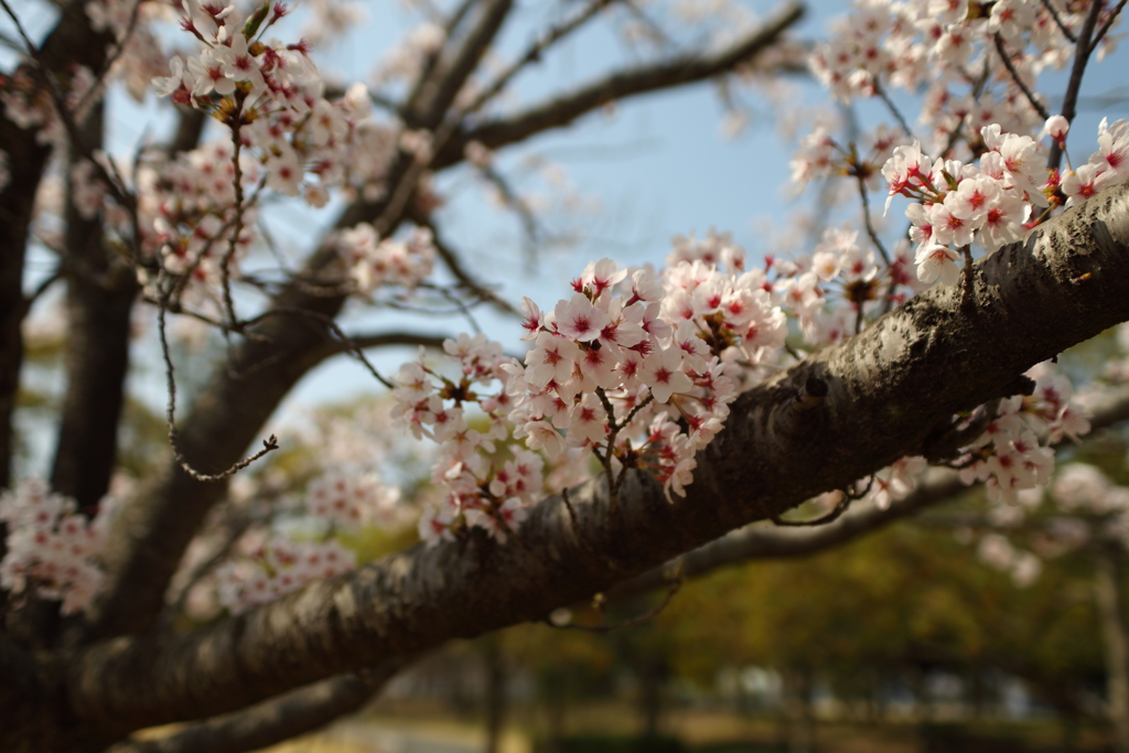 sakura  2018