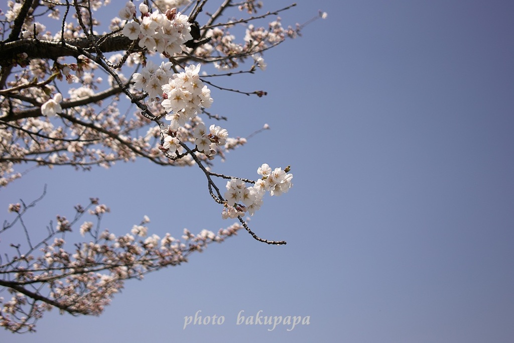 川越　伊佐沼の桜