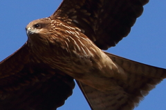 渡良瀬の鳶