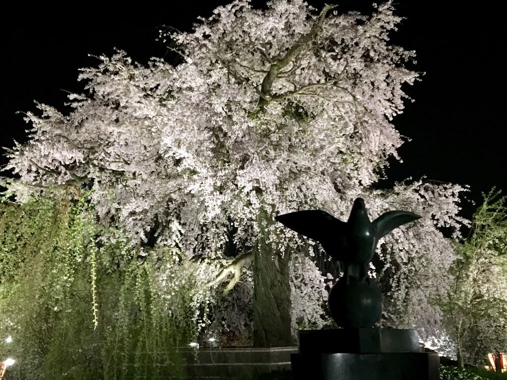 円山公園2