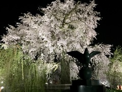 円山公園2