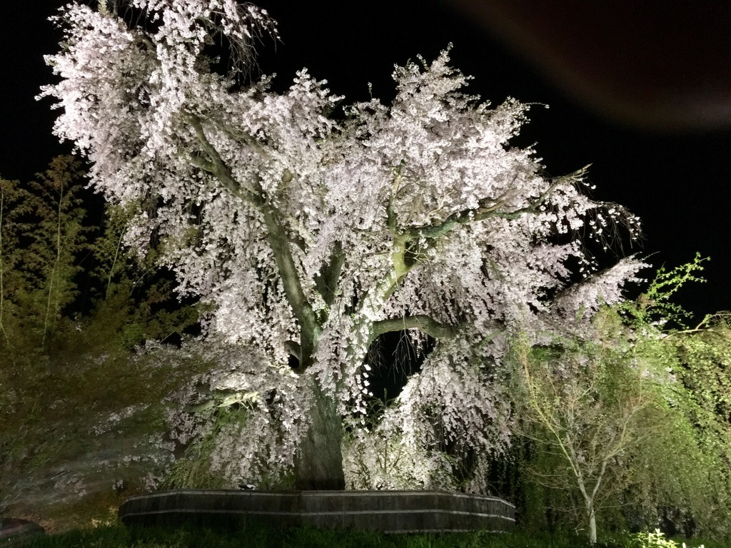 円山公園4