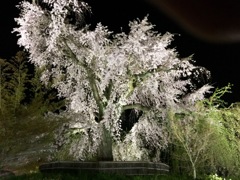 円山公園4
