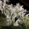 円山公園4