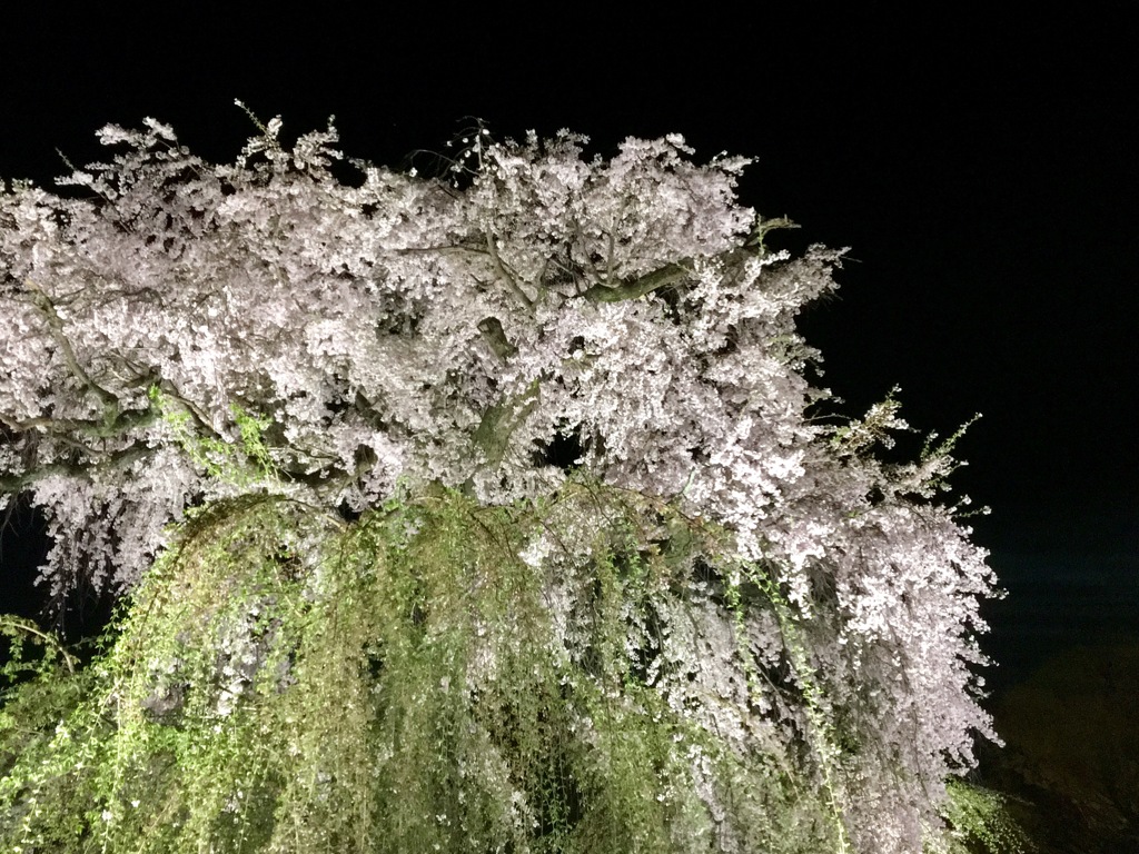 円山公園3