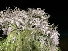 円山公園3
