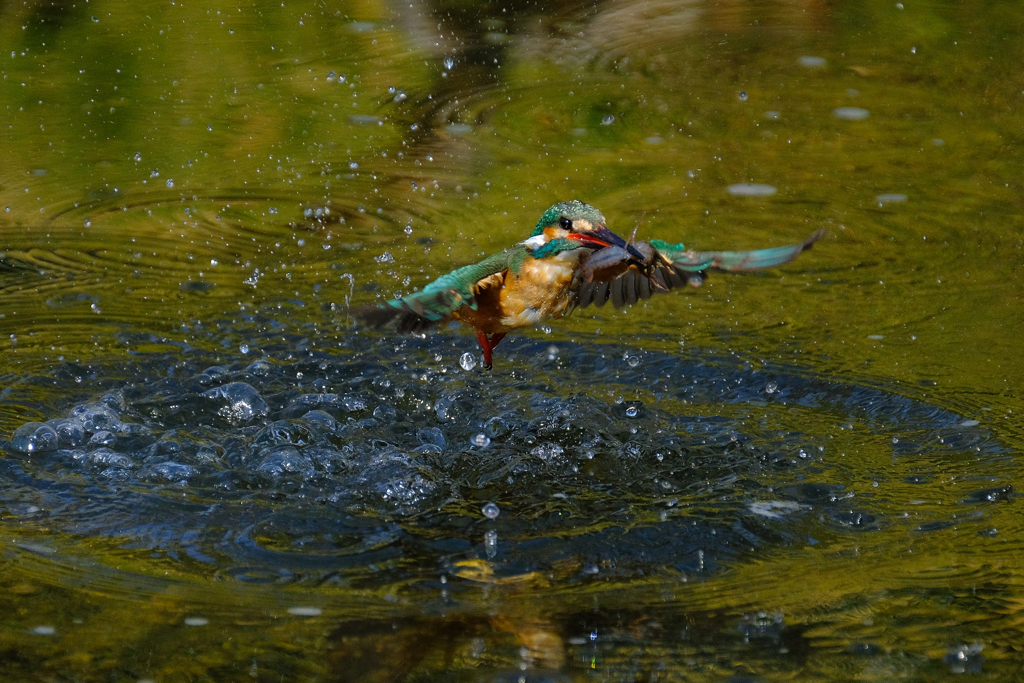 カワセミ
