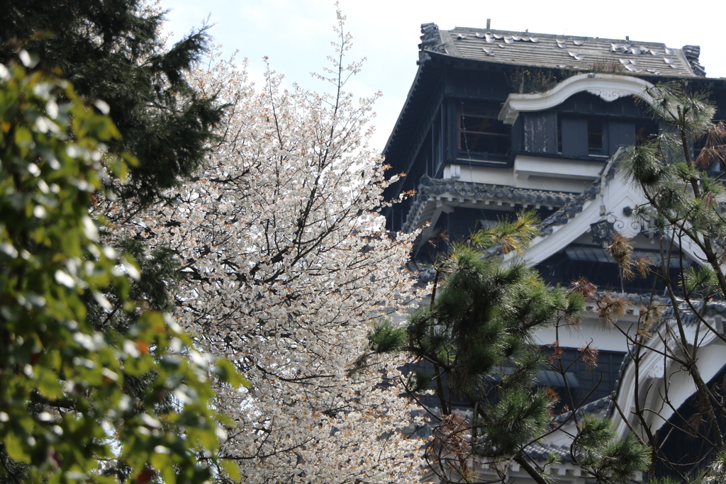 そっと見守る桜