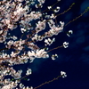 夜桜
