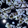 桜と月