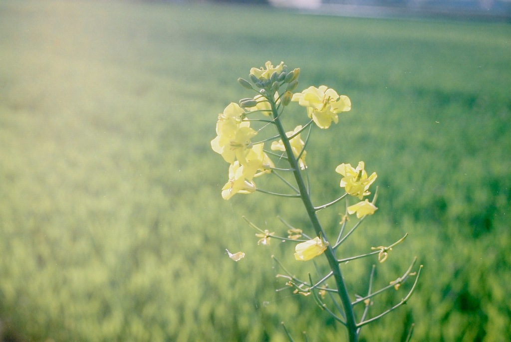 菜の花