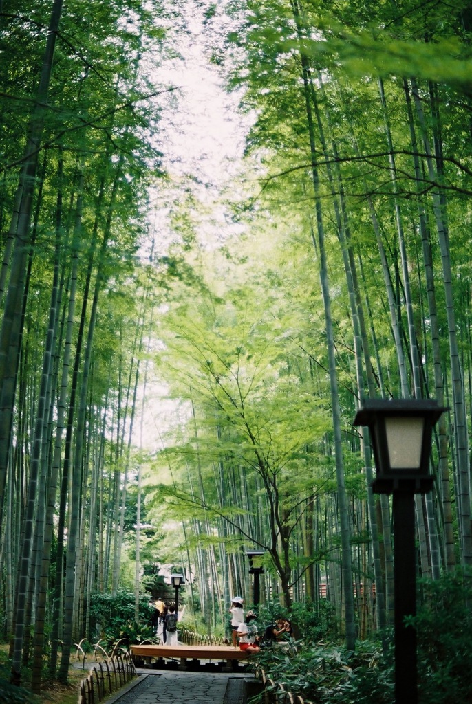 修善寺の竹林