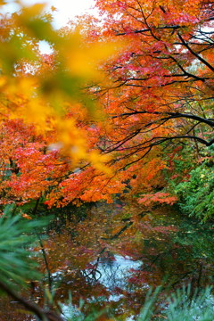 紅葉のリフレクション