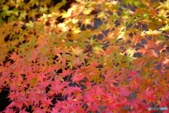 境内の紅葉