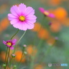 秋桜_3
