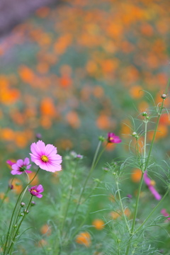 秋桜
