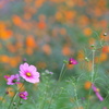 秋桜