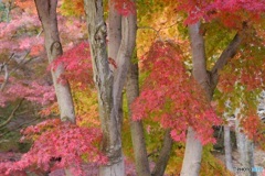 紅葉