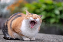 あ〜ぁ