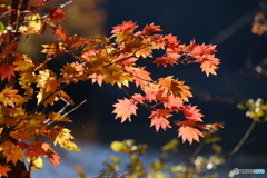 紅葉