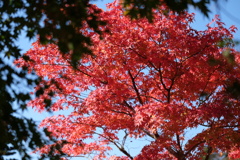 赤 紅葉
