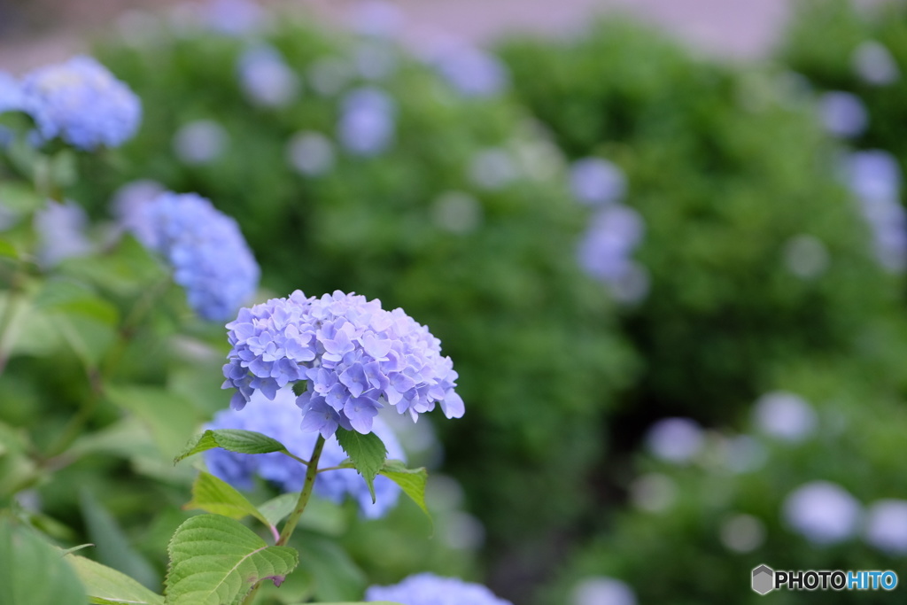 紫陽花02