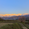 morgenrot