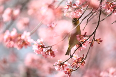 ひとり占め
