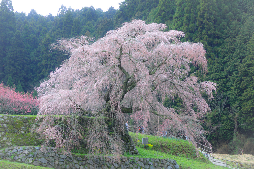又兵衛桜