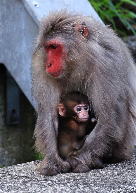 おさるのおやこ