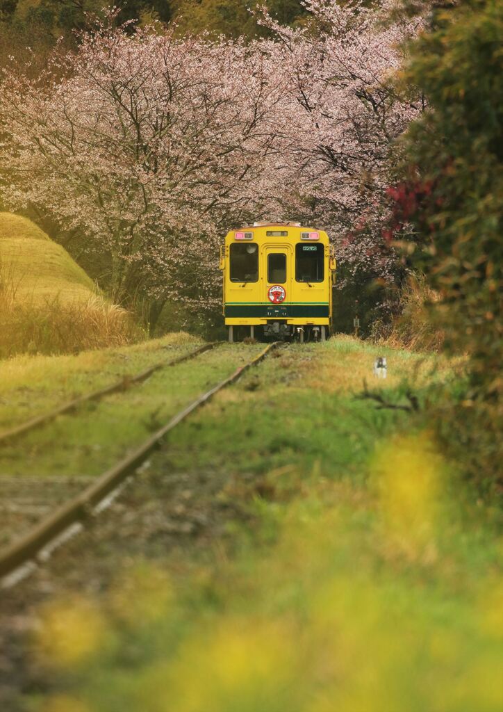 菜の花から桜へ