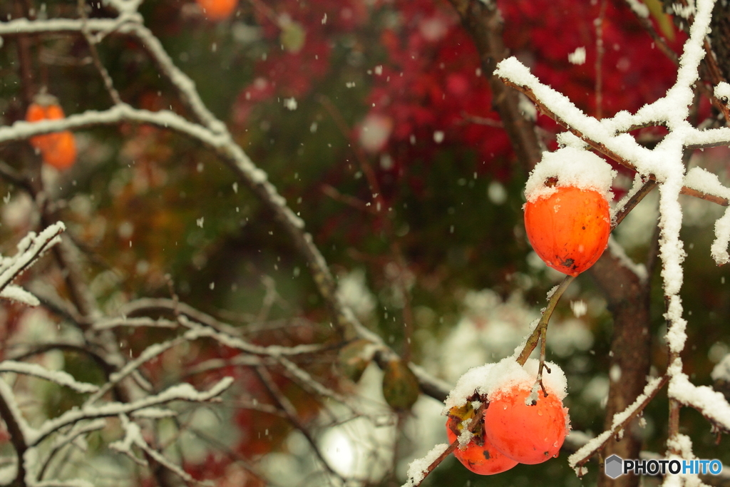 雪帽子